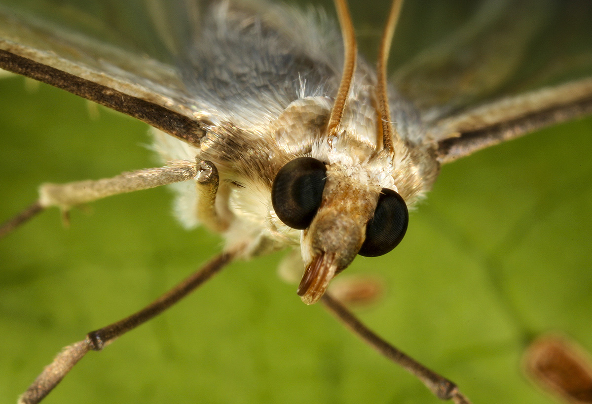 SIX-LEGS-GOOD – Paul Zborowski insect adventures blog